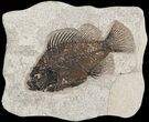 Cockerellites (Priscacara) Fossil Fish - Hanger Installed #51057-1